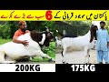 Most Biggest Qurbani Bakra in Pakistan | Most Expensive Bakra In Bakra Eid 2023