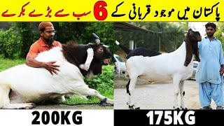 Most Biggest Qurbani Bakra in Pakistan | Most Expensive Bakra In Bakra Eid 2023