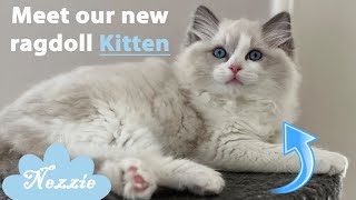 Meet Our New Ragdoll Kitten