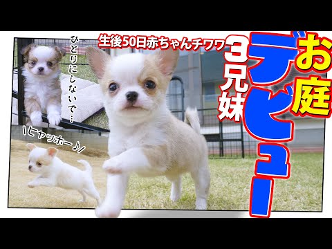 ポメころびページです＊ Baby Chihuahua's Garden Debut🤣🫨🤣 - YouTube