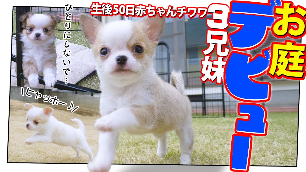 ビクビク💦ワクワク🎶が止まらない赤ちゃんチワワのお庭デビュー🤣🫨🤣