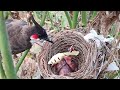 Mother bird goes SUPER CRAZY Feeding OverSized MAGGOTS | Bulbul baby birds in nest video | Day 3