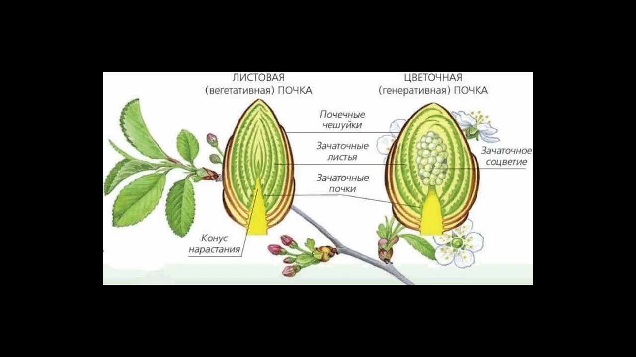 Какую функцию выполняет генеративная почка у растений. Строение листовой почк. Строение вегетативной и генеративной почки. Листовые почки и цветочные почки строение. Строение вегетативной листовой почки.