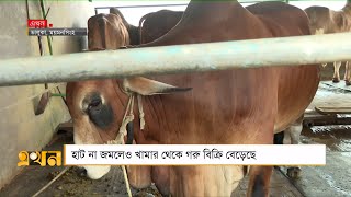 কোরবানির পশুর দাম বেড়েছে অন্তত ১০ শতাংশ | Mymensingh News | Cattle Farm | Ekhon TV