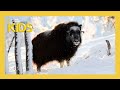 Winter Survival Strategies of Animals