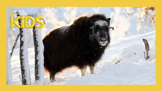 Learn About Alaska's Animals 🐻‍❄️ | Weird But True! | S1 E8 | Full Episode | @natgeokids
