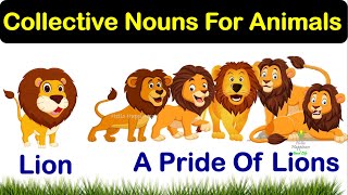 Name for Group of Animals| Collective Noun| Animals Group Name| #animals Collective Nouns Of Animals