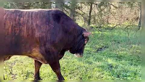 🐂 Redford doesn't like to share the fields #rufusthebull #redford #farming #farm #videos #cow #bull