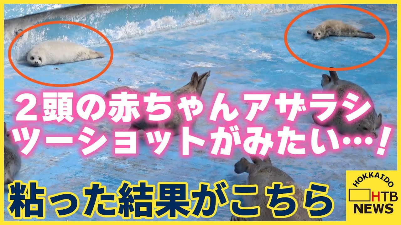 赤ちゃんアザラシのツーショットが見たい　粘った結果がこちらです。結果的には見られます。