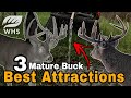 Top 3 attractions for mature bucks