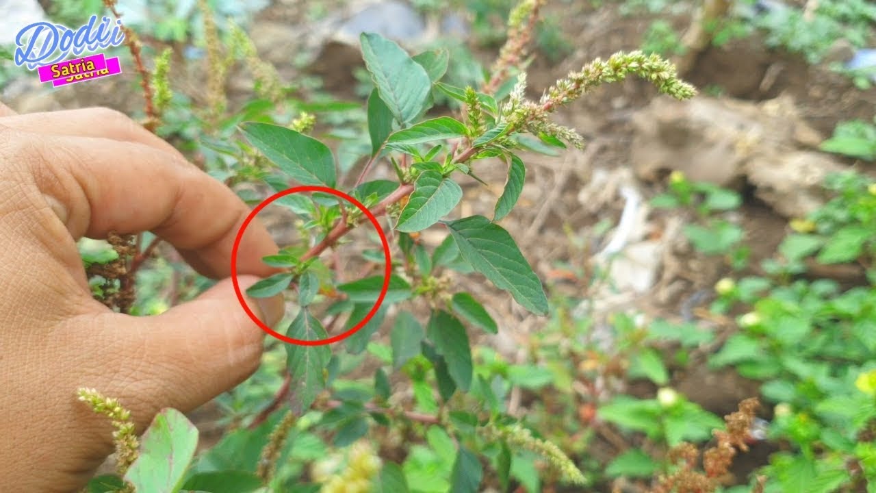 Ini Serius !! Jika Liat Tanaman Ini Jangan Dicabut,Ini Alasannya 