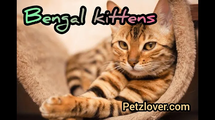 Watch the video about Bengal Kittens in Focus, Purr-fectly Playful