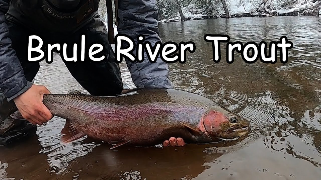 Brule River Steelhead, Spring 2023 YouTube