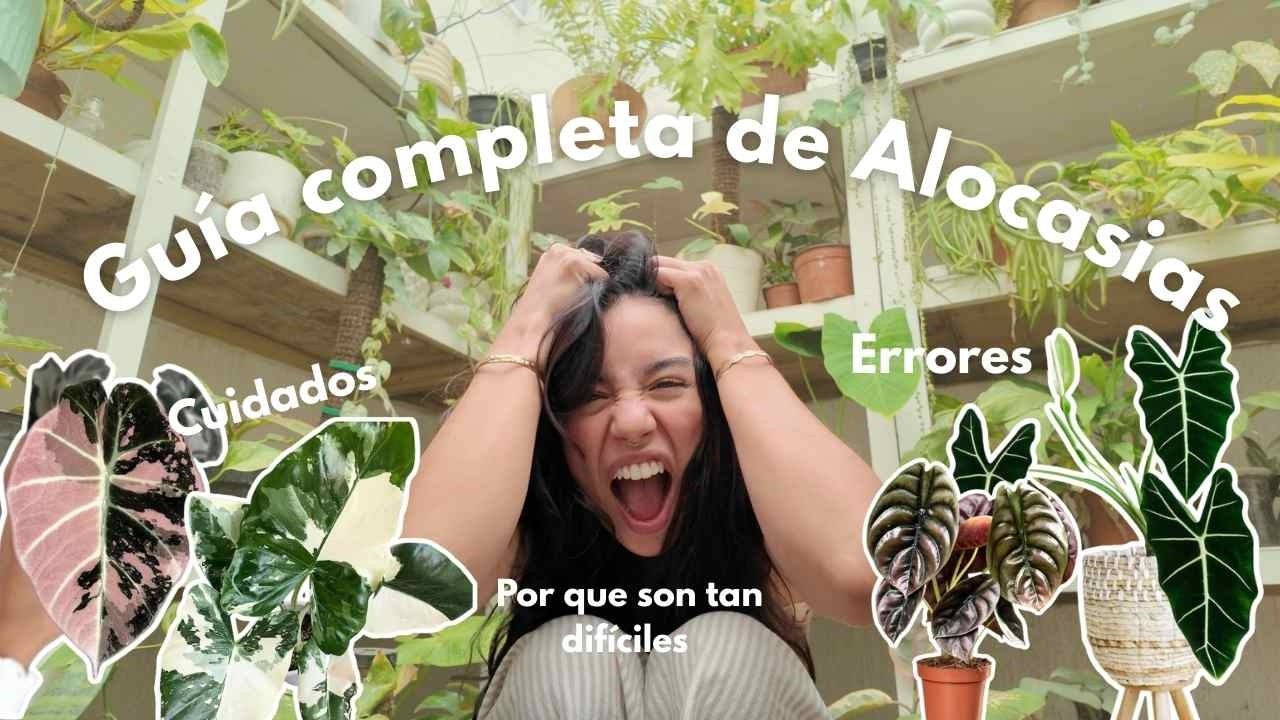 Alocasias: por qué se mueren y cómo mantenerlas vivas I Veyotas