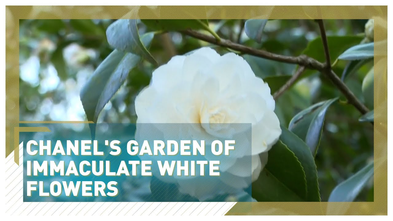 Iconic fashion brand Chanel develops garden of immaculate white