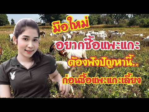 มือใหม่..ฟังปัญหานี้ก่อนจะซื้อแพะแกะมาเลี้ยง !! | แชร์ประสบการณ์เล่าสู่กันฟัง by ชีลองฟาร์ม