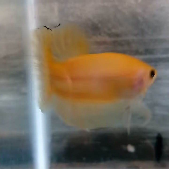 CUPANG YELLOW BANANA🍌