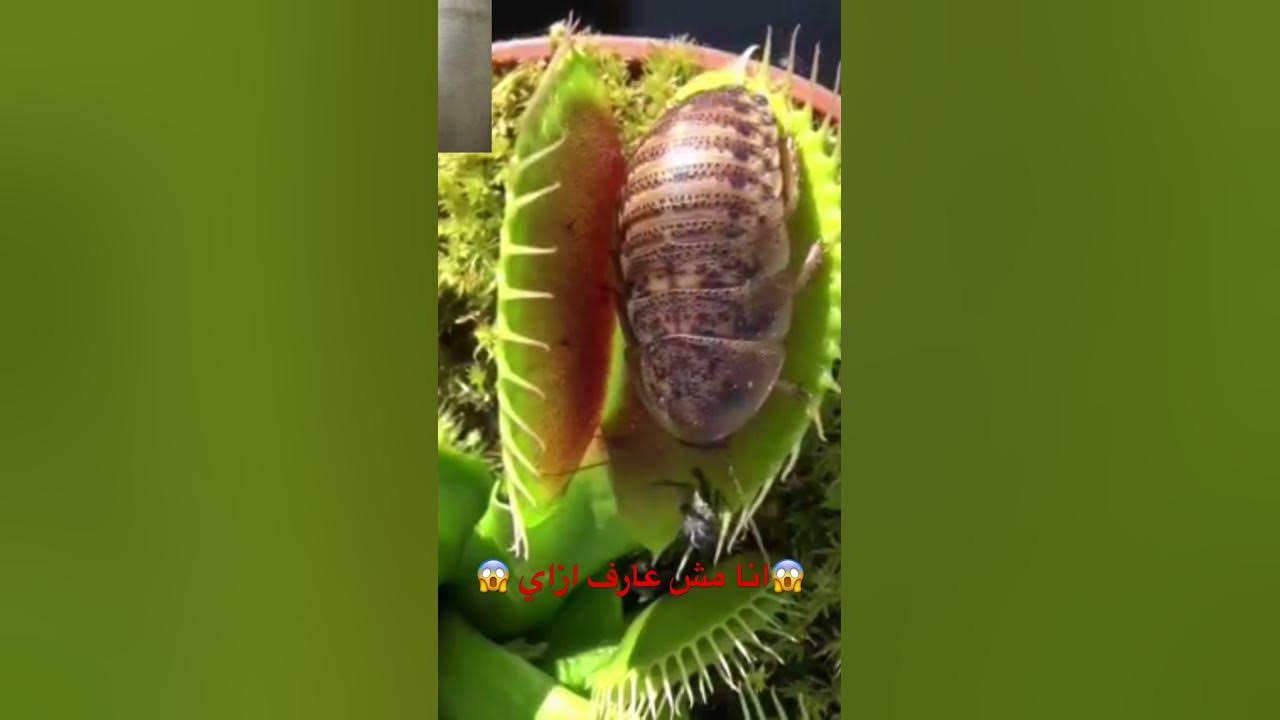 نباتات تاكل اللحم Plants that eat meat🫣🫣 YouTube