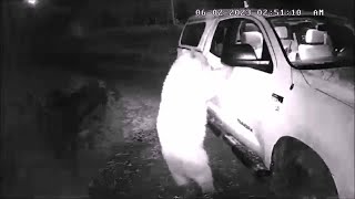 WATCH: Bear opens car door in Woodland Park
