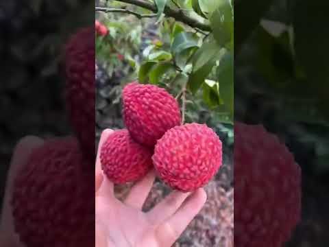 Video Clip Triệu View Trên Tiktok (189). Read this book if... - youtube