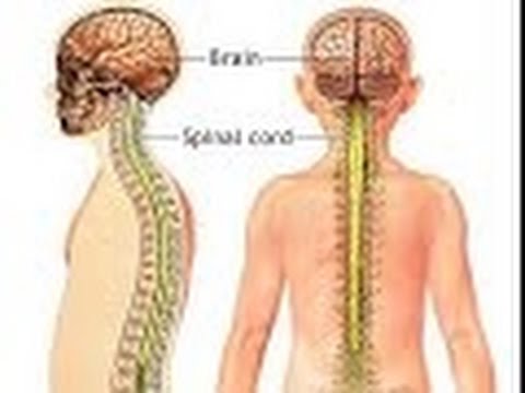 Anatomy and Physiology of Nervous System Part Spinal Cord Nerves - YouTube