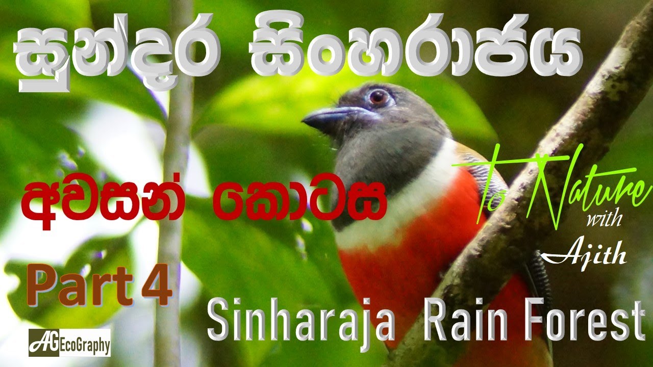Sinharaja Rainforest - Part 04