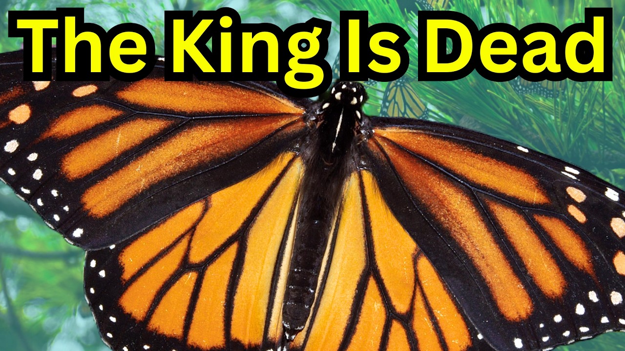 Parasites Killing The Monarch Butterflies - Ophryocystis