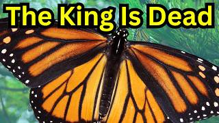 Parasites Killing The Monarch Erflies - Ophryocystis