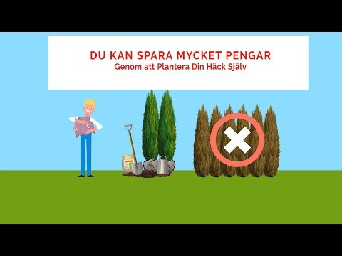 Video: Plantera En Tall: Hur Man Planterar Den Korrekt På Platsen Och Kan Den Planteras Nära Huset? Är Det Bättre Att Plantera På Våren Eller Sommaren? Hur Ofta Ska Man Vattna Ett Tall Ef