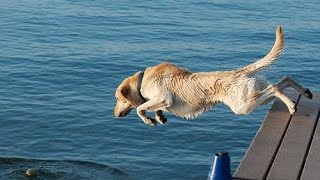 Pet And Dog Groomers Salisbury MD 410 983-3580