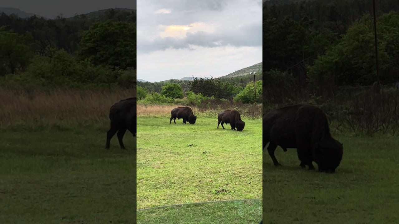 Have You Ever Seen Free-Roaming Bison, Up Close? Kinda Remote in the Wichita Mountains, Oklahoma!