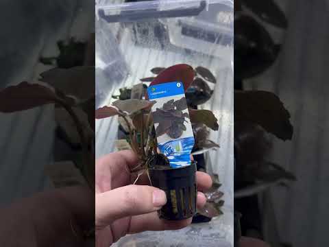 Lagenandra Meeboldii Red – Stunning Aquarium Plant for Your Planted Tank! 🌿