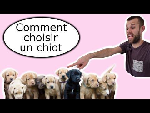 Vidéo: Comment Choisir Un Chiot Dans Une Portée