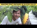 Terraced Garden on Slope Grows over 100+ Rare Fruit Trees in Silicon Valley