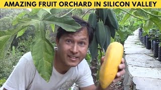 Terraced Garden on Slope Grows over 100+ Rare Fruit Trees in Silicon Valley