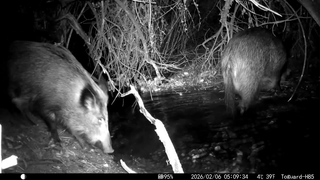 2026-02-05 VALDELATAS-JABALÍES