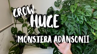 Monstera Adansonii Houseplant Care! | Monstera Adansonii Plant Tips & Tricks