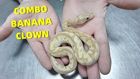 These Clown Ball Python Combos Are Insane! Clutch #92 Update