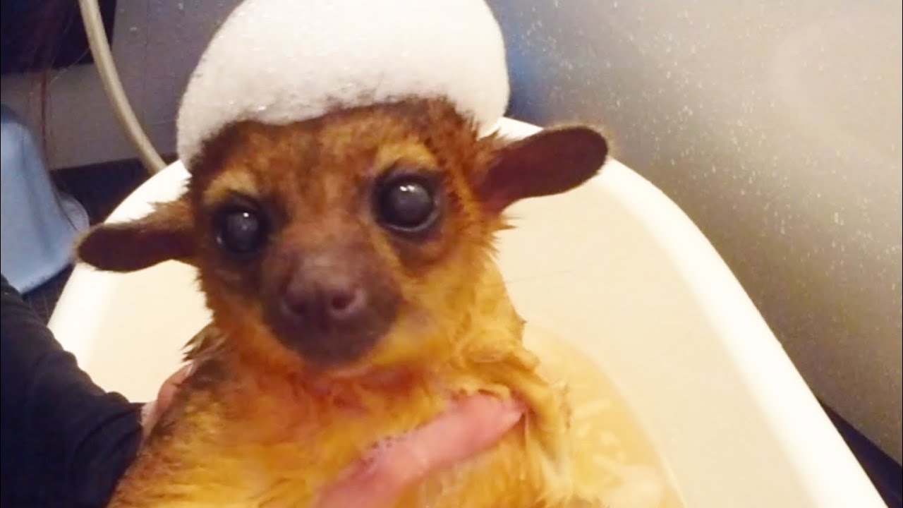 キンカジューなるとのお風呂♪Kinkajou taking a bath.