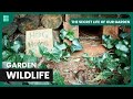 Garden Wildlife Surveillance - The Secret Life Of Our Gardens - S01 EP1 - Nature Documentary