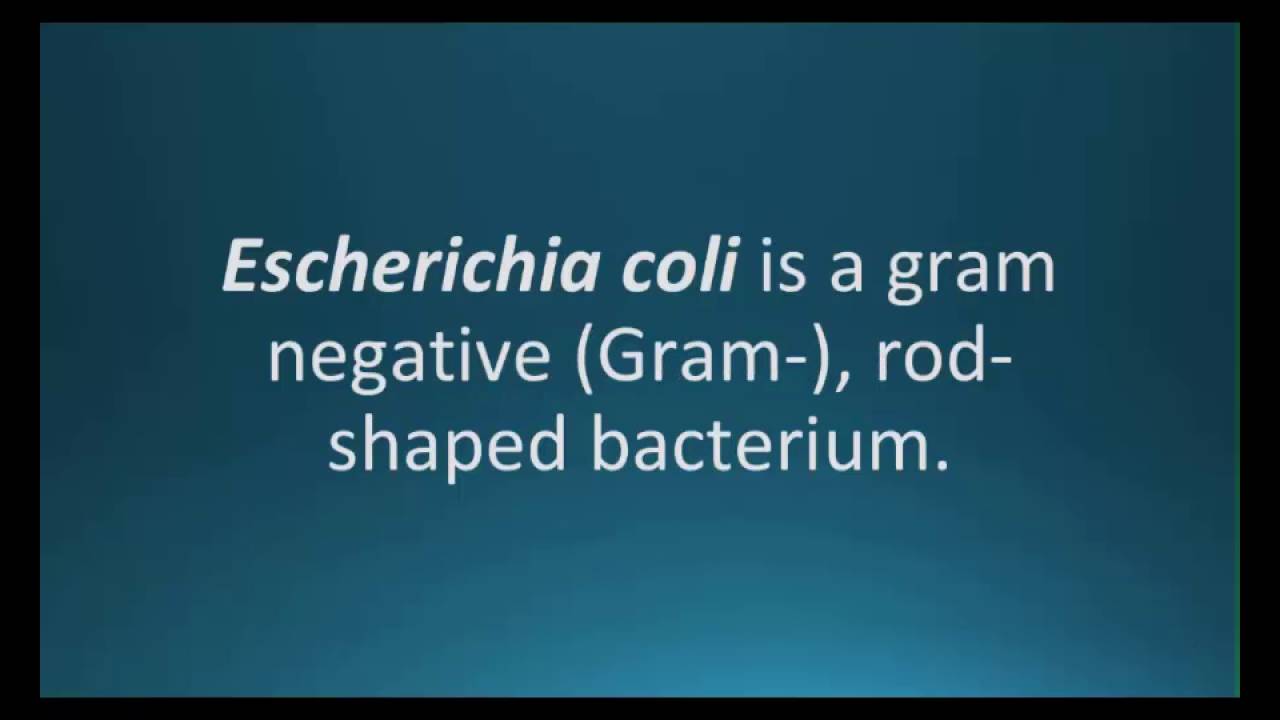 How To Pronounce Escherichia Coli E Coli Pharmcabulary For How To Pronounce Escherichia Coli E Coli Pharmcabulary For