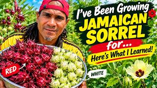 I've Been Growing Jamaican Sorrel for 8 Years… Here's What I Learned!