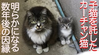 子猫を託した猫一族、さらなる因縁が判明する My fatal cat clan