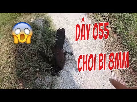Video ná cao su T37 - DÂY 055 VÀ BI 8MM Bắn CU CƯỜM - CU... - youtube
