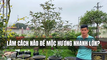 Làm cách nào để cây Mộc Hương nhanh lớn?