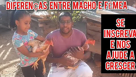 Como identificar um galo caipira?