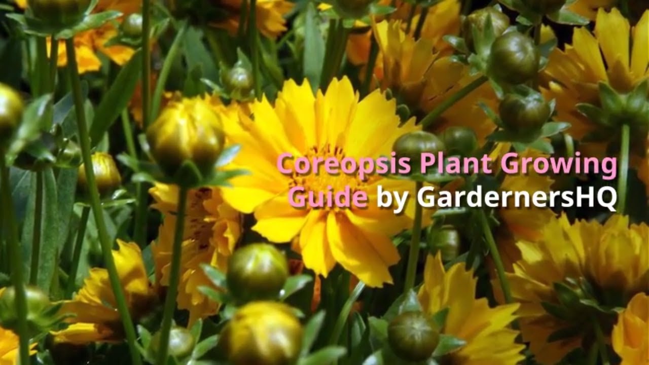 Coreopsis Growing Guide by GardenersHQ - YouTube