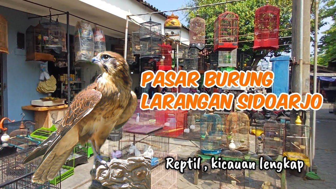 PASAR BURUNG LARANGAN SIDOARJO ready stok dari reptil sampai kicauan