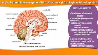 Conținuturi Lecții De Biologie Clasa A Vii A Youtube