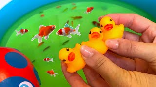 Goldfish, Neon Fish and Little Ducks in the Pool